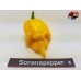  TRINIDAD SCORPION BUTCH TAYLOR YELLOW