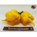  TRINIDAD SCORPION BUTCH TAYLOR YELLOW