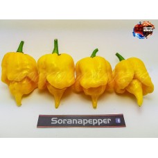  TRINIDAD SCORPION BUTCH TAYLOR YELLOW