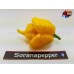  TRINIDAD SCORPION BUTCH TAYLOR YELLOW