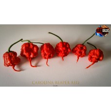 CAROLINA REAPER RED ISOLATO