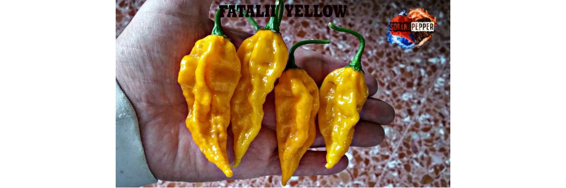 FATALII YELLOW