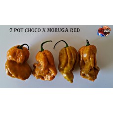 7 POT CHOCOLATE X MORUGA RED