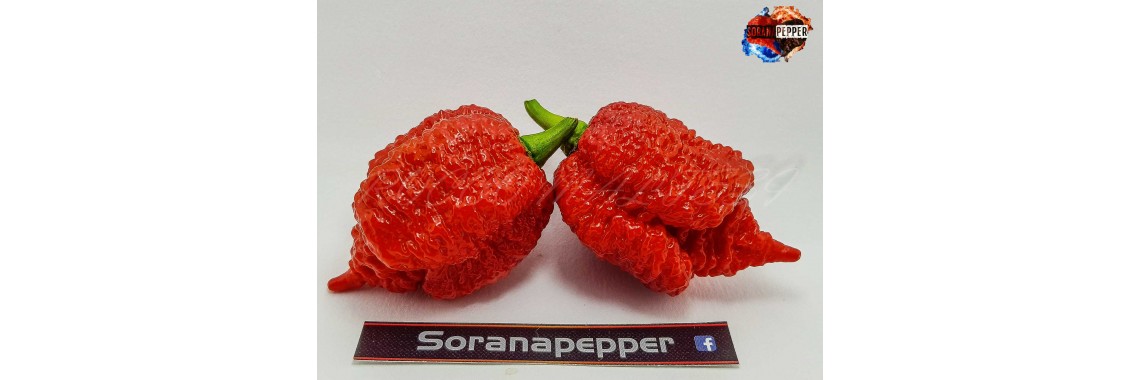 SORANAPEPPER LOGO