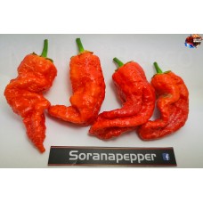 7 POT BUBBLE GUM ELONGADED RED