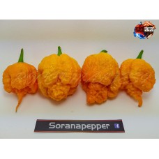 7 POT BUBBLE GUM SKIN PEACH 