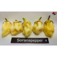 7 POT BUBBLE GUM WHITE