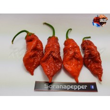 7 POT BUBBLE GUM X SRTSL RED