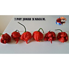 7 POT JONAH X NAGA MORICH