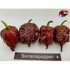 7 POT LAVA CHOCOLATE