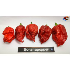 7 POT LAVA X TESTANERA - RED  ISOLATO