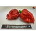 7 POT LAVA X TESTANERA - RED  ISOLATO