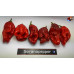 7 POT PRIMO RED  X PIMENTA DA NEYDE ISOLATO