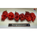 7 POT PRIMO RED  X PIMENTA DA NEYDE ISOLATO