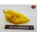 7 POT PRIMO RED X B.T. YELLOW 