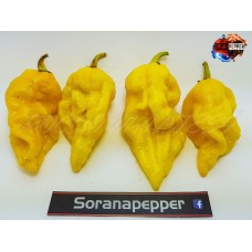7 POT PRIMO RED X B.T. YELLOW 
