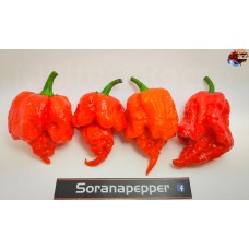 7 POT PRIMO RED
