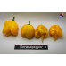 7 POT PRIMO YELLOW ISOLATO