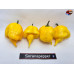 7 POT SILVA YELLOW ISOLATO