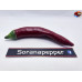 AJI BIBER RED ISOLATO X