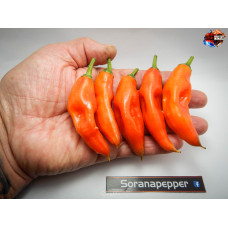 AJI ORANGE ISOLATO