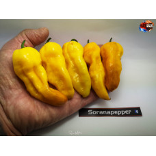 BHUT JOLOKIA SURPRISE YELLOW ISOLATO