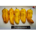 BHUT JOLOKIA SURPRISE YELLOW ISOLATO