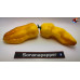 BHUT JOLOKIA SURPRISE YELLOW ISOLATO