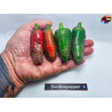 BIG JALAPENO RED ISOLATO X