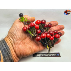 BLACK PEARL ISOLATO X BLACK PEARL ISOLATO X