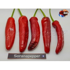 BLACK SCORPION TONGUE X JALAPENO