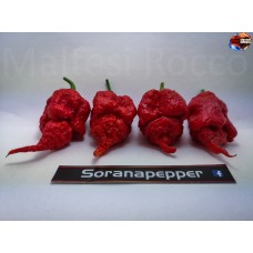 C.REAPER X BHUT X P.D.N.  