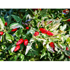 CALICO PEPPER VARIEGATO ISOLATO