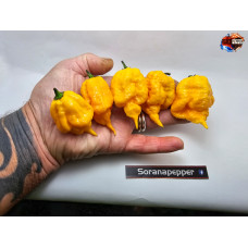 CAROLINA REAPER ORANGE 2 ISOLATO