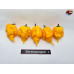 CAROLINA REAPER ORANGE 2 ISOLATO