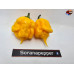 CAROLINA REAPER ORANGE 2 ISOLATO