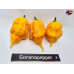 CAROLINA REAPER ORANGE 2 ISOLATO