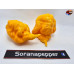 CAROLINA REAPER ORANGE 2 ISOLATO