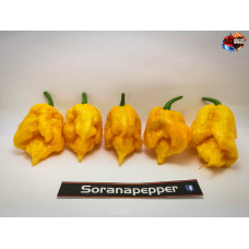 CAROLINA REAPER ORANGE ISOLATO