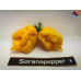 CAROLINA REAPER ORANGE ISOLATO