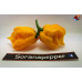 CAROLINA REAPER ORANGE ISOLATO