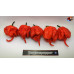 CAROLINA REAPER RED ISOLATO