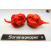 CAROLINA REAPER RED ISOLATO