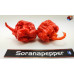 CAROLINA REAPER RED ISOLATO