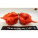 CAROLINA REAPER RED ISOLATO