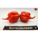 CAROLINA REAPER RED ISOLATO