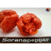 CAROLINA REAPER RED ISOLATO