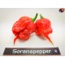 CAROLINA REAPER RED ISOLATO