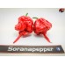 CAROLINA REAPER RED ISOLATO