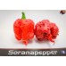 CAROLINA REAPER RED ISOLATO